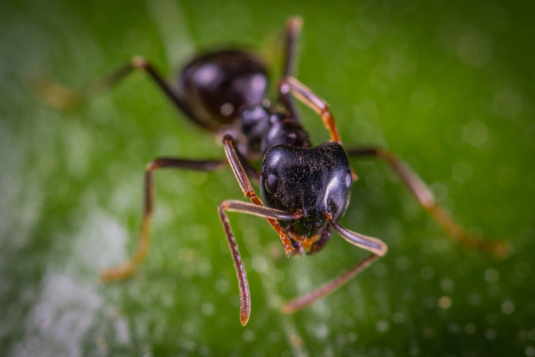 Ant macro photograph