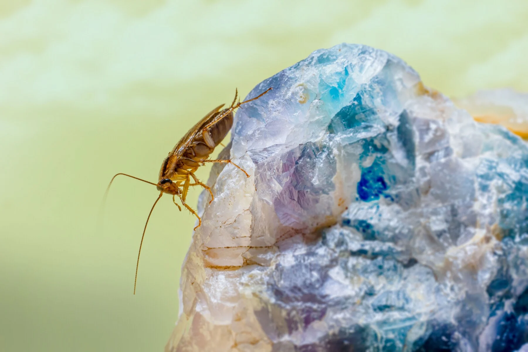 Cockroach macro photograph