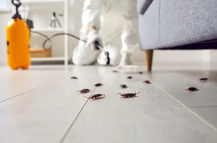 imgi_7_Evict-Unwanted-Guests-Your-Guide-to-Finding-the-Best-Pest-Control-Service-in-Canada-Elite-Pest-Control-129294393