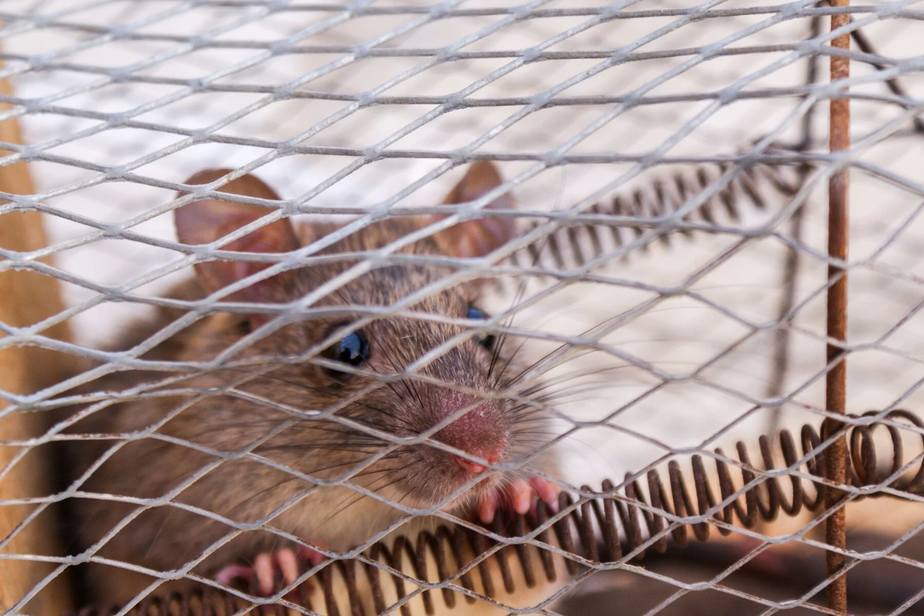 Rodent-control photograph