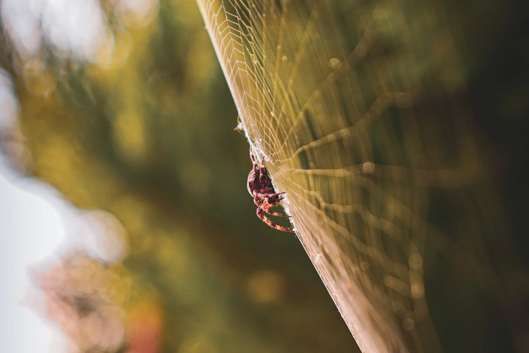 Spider in a web