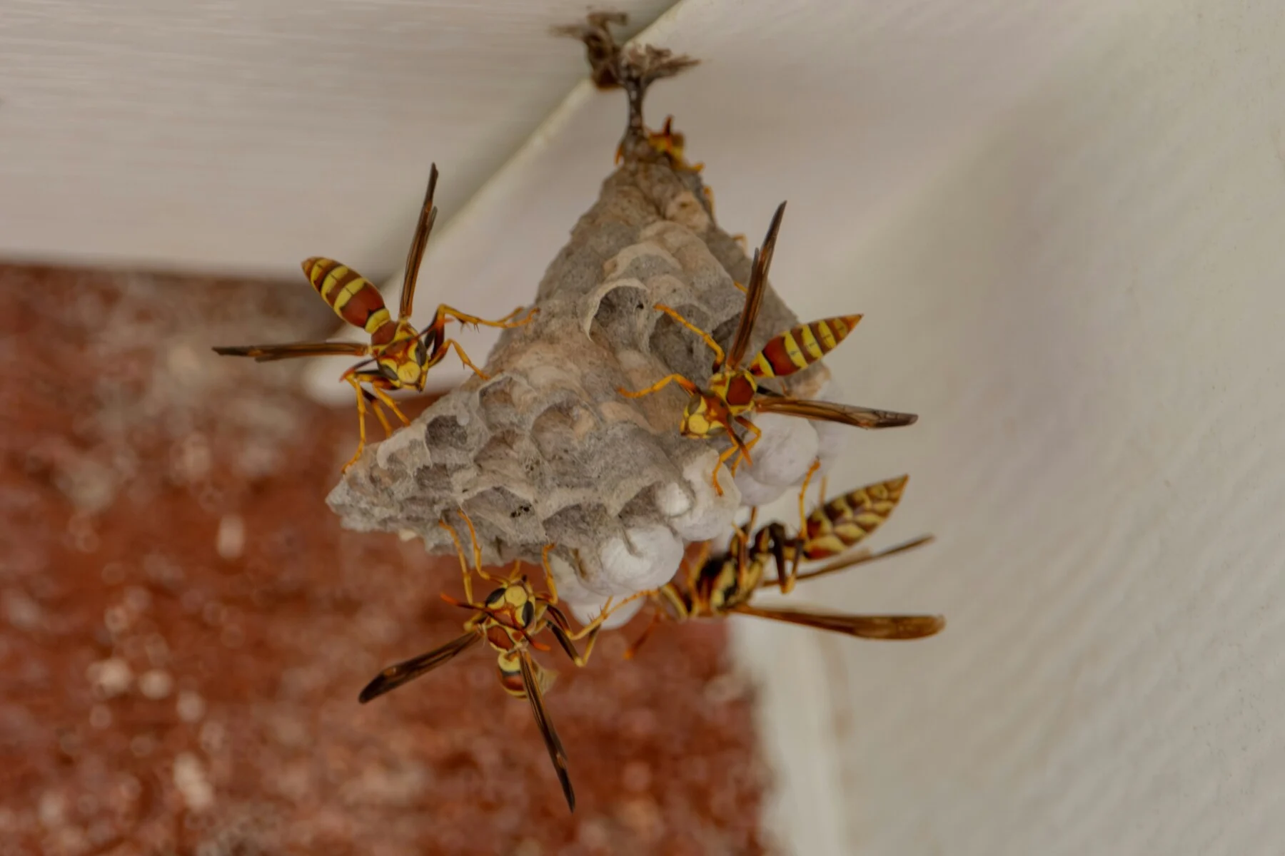 Active wasp nest