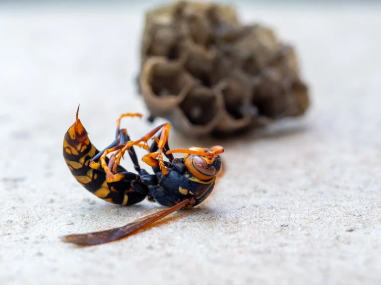 wasp-with-nest-in-close-up-2026-03-17-00-42-16-utc